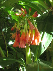 Scadoxus cyrtanthiflorus
