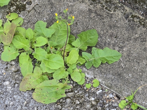 Youngia japonica observed 2026-01-17
