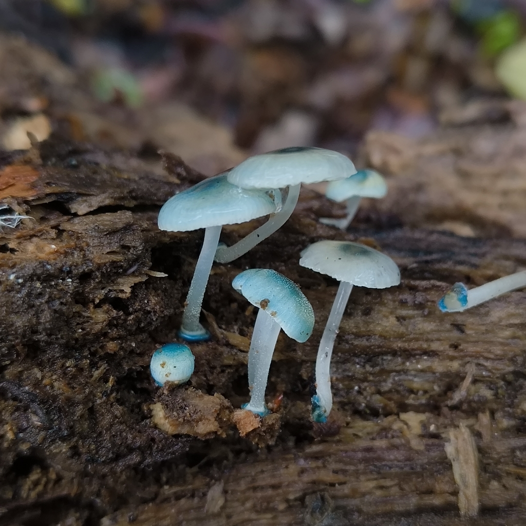 Mycena interrupta · January 2026 · photo: © zedt (iNaturalist, cc-by)