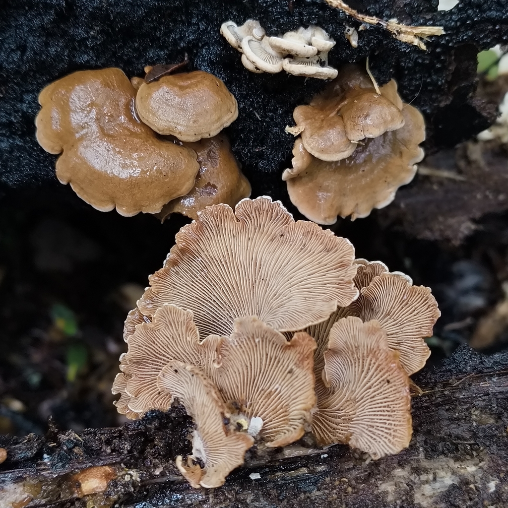 Panellus stipticus · January 2026 · photo: © zedt (iNaturalist, cc-by)
