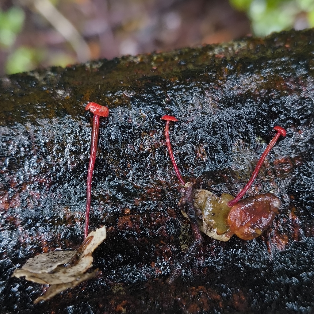 Cruentomycena viscidocruenta · January 2026 · photo: © zedt (iNaturalist, cc-by)