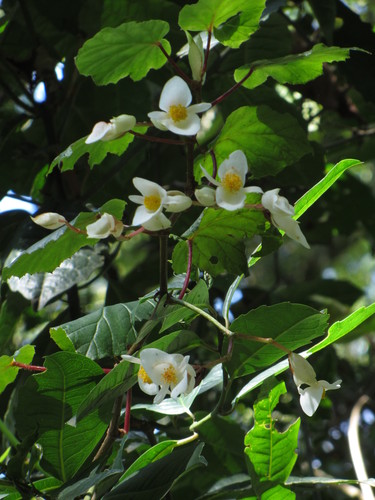 Begonia meyeri-johannis