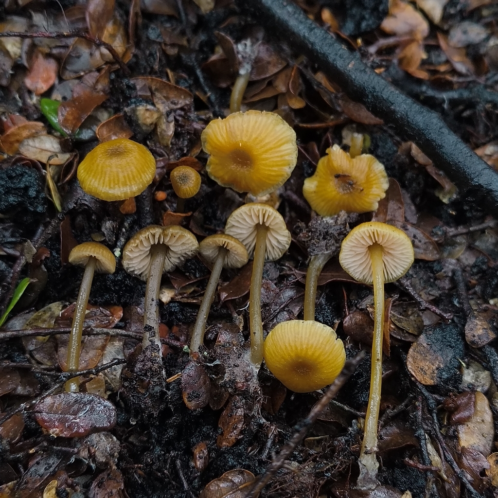 Entoloma sulphureum