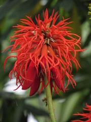 Erythrina abyssinica