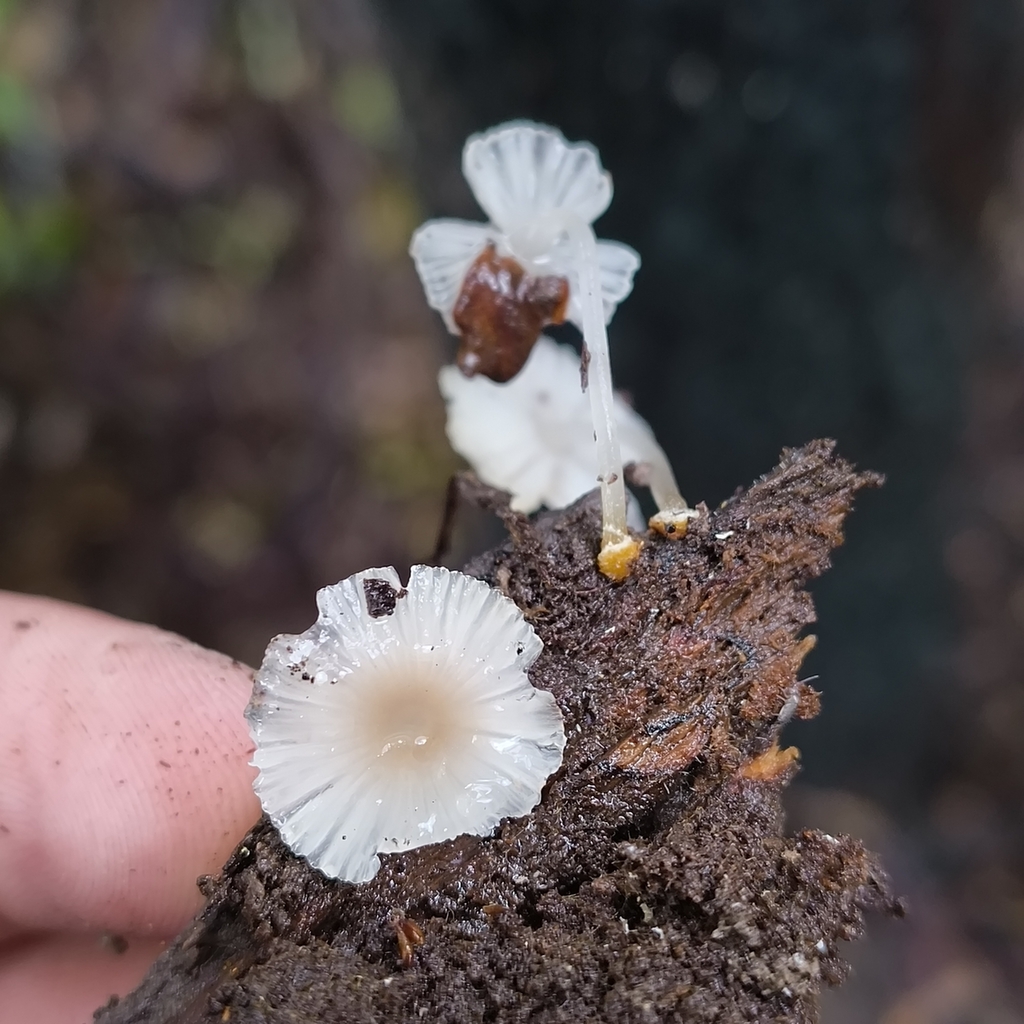 Mycena carmeliana · January 2026 · photo: © zedt (iNaturalist, cc-by)