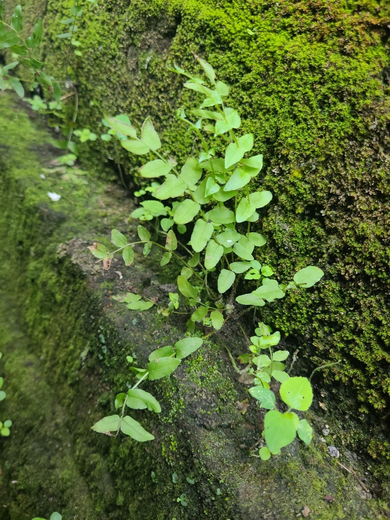 Chinese brake (Pteris vittata)