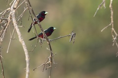 Cymbirhynchus macrorhynchos