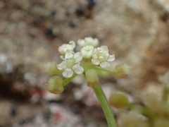 Apium prostratum filiforme