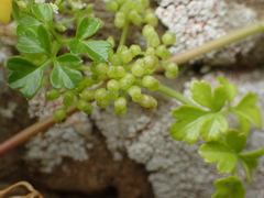 Apium prostratum filiforme