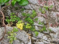 Apium prostratum filiforme