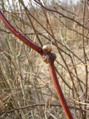 Euura amerinae