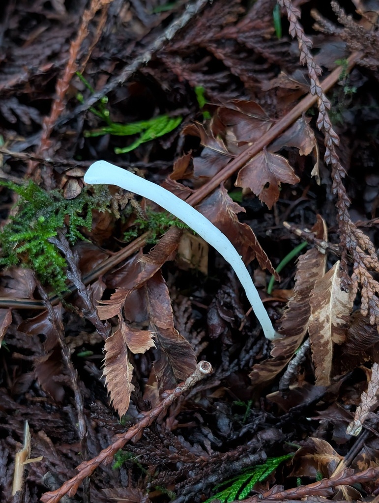Clavaria falcata