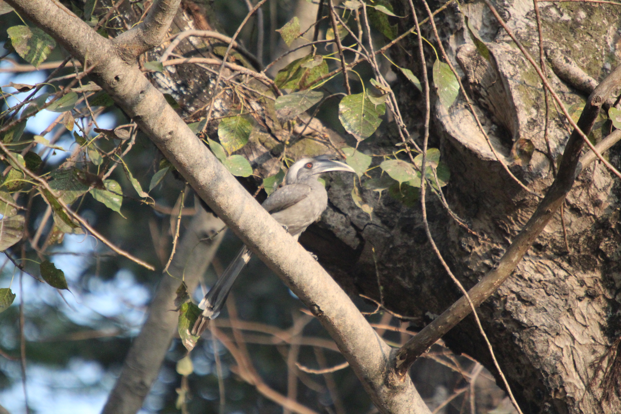 Indian Grey Hornbill (Ocyceros birostris), photo 5