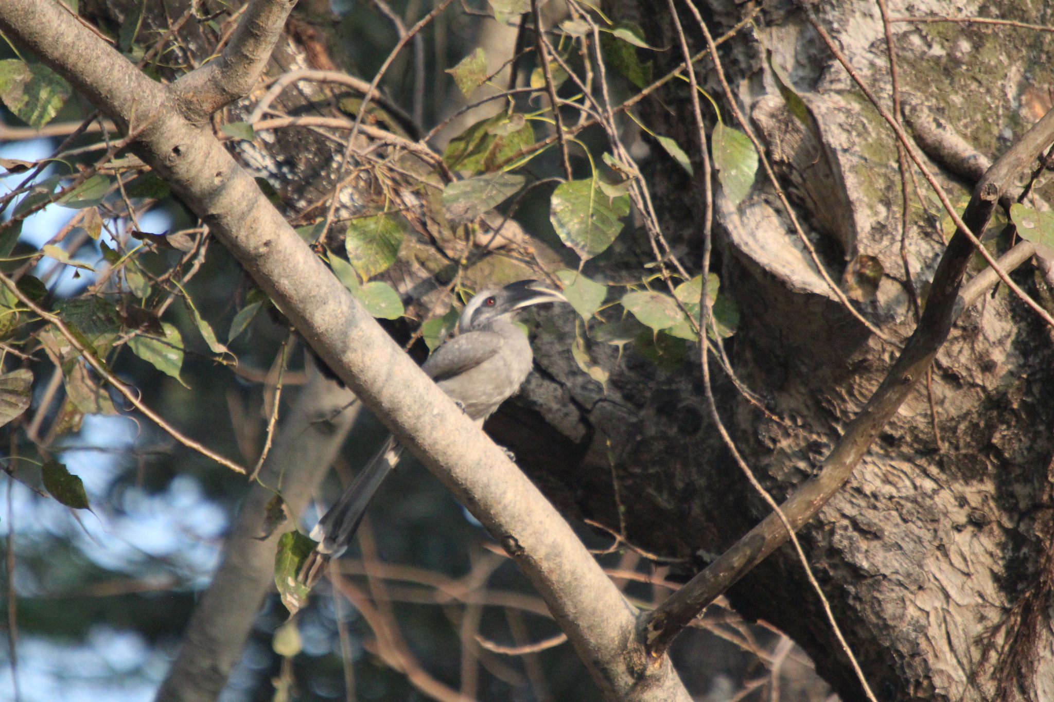 Indian Grey Hornbill (Ocyceros birostris), photo 6