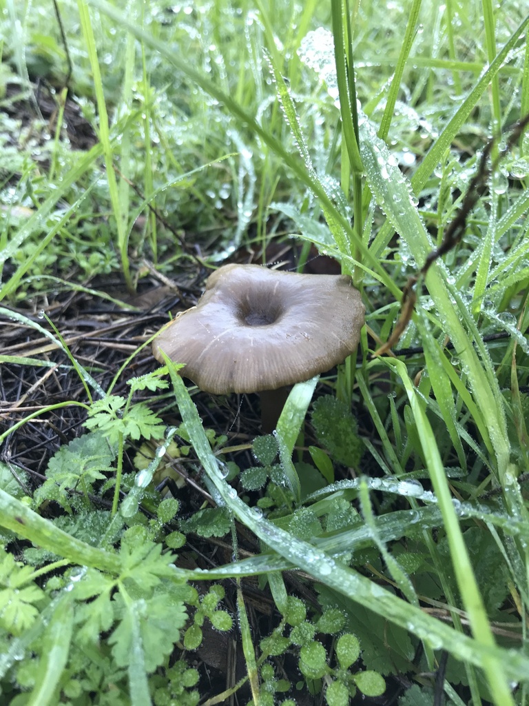 Pseudoclitocybe cyathiformis · January 2026 · photo: © paganka (iNaturalist, cc-by-nc)