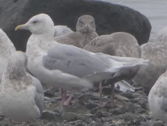 Larus glaucescens × hyperboreus