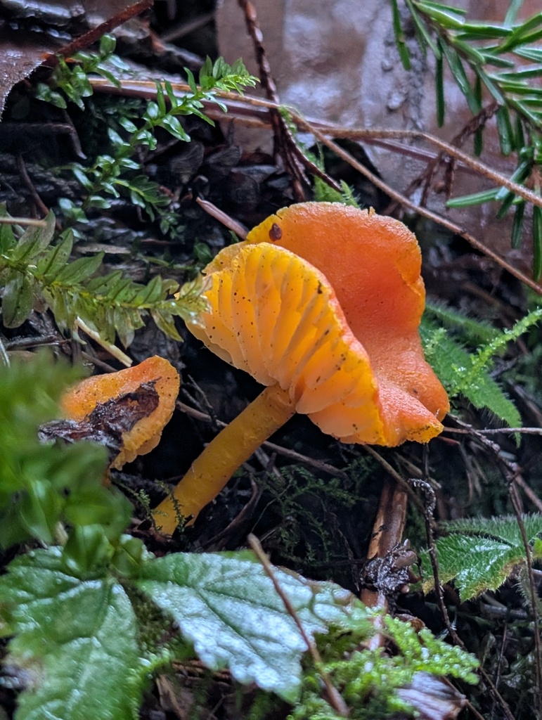 Hygrocybe constans · January 2026 · photo: © frondsinhighplaces (iNaturalist, cc-by)