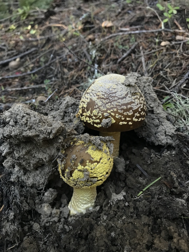 Amanita augusta · January 2026 · photo: © paganka (iNaturalist, cc-by-nc)