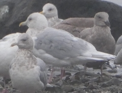 Larus glaucescens × hyperboreus