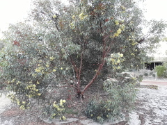 Eucalyptus macrandra