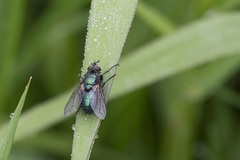 Gymnocheta viridis