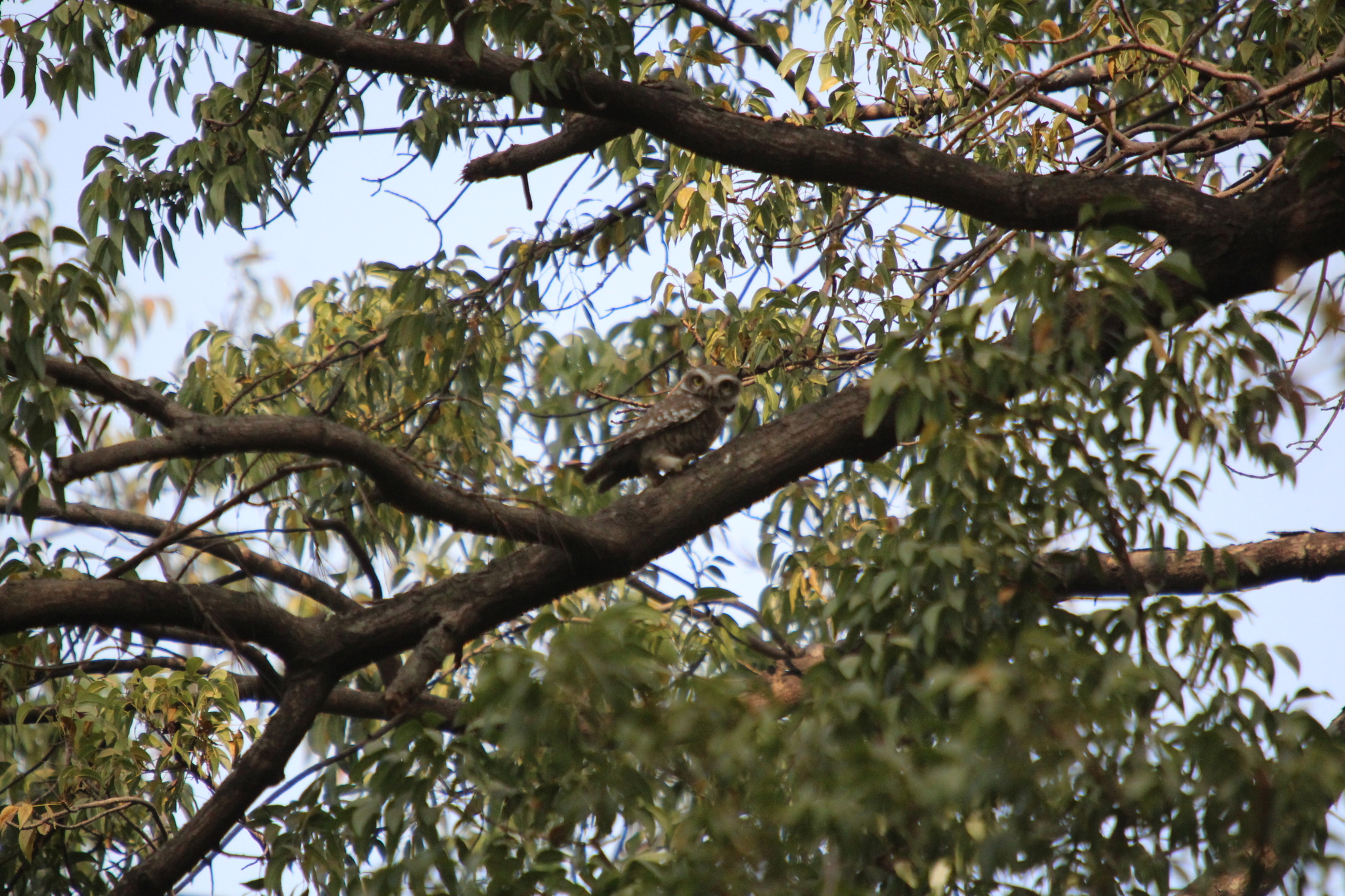 Spotted Owlet (Athene brama), photo 4