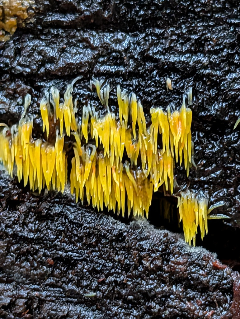 Mucronella flava · January 2026 · photo: © frondsinhighplaces (iNaturalist, cc-by)
