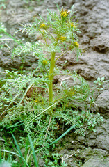 Descurainia sophioides