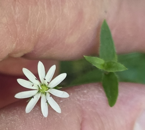 Stellaria flaccida, photograph 5