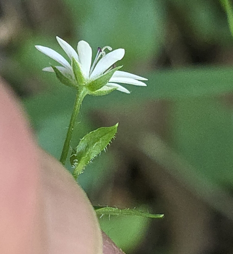 Stellaria flaccida, photograph 6