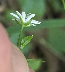 Stellaria flaccida, photograph (c) Ian Rainbow, some rights reserved (CC BY)