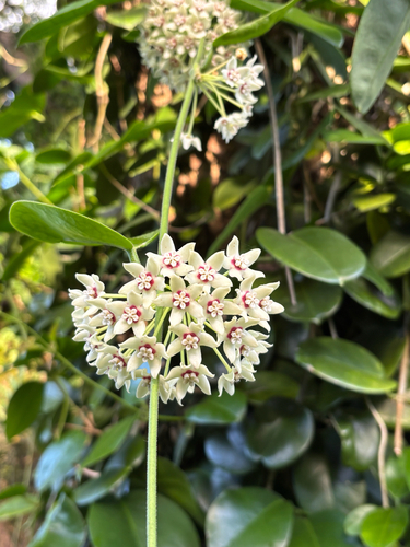 Hoya australis observed 2026-01-13