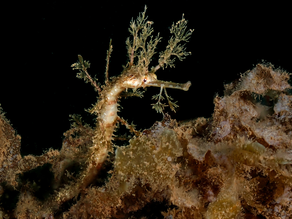 Ribboned pipehorse (Haliichthys taeniophorus) — Syngnathidae