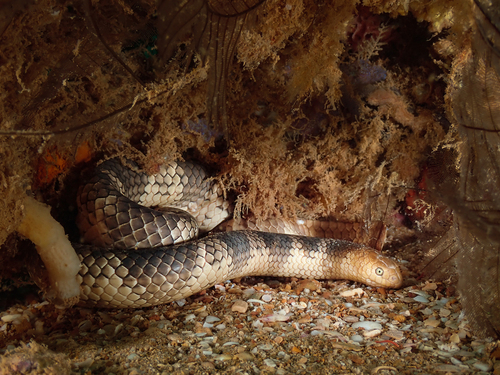 Mosaic Sea Snake