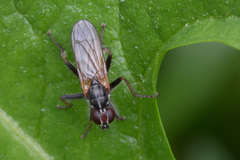 Cordilura rufipes