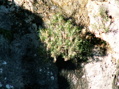 Ptilostemon chamaepeuce