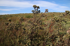 Leucadendron floridum