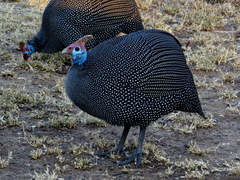 Numida meleagris mitratus