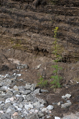 Descurainia sophioides