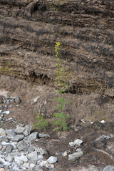 Descurainia sophioides