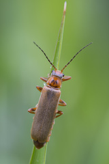 Cantharis figurata