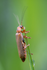 Cantharis figurata