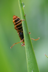 Cantharis figurata