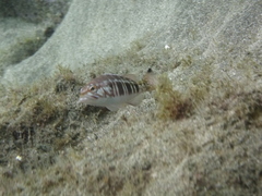 Serranus atricauda