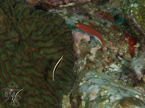 Brokeline wrasse (Stethojulis interrupta) — Labridae