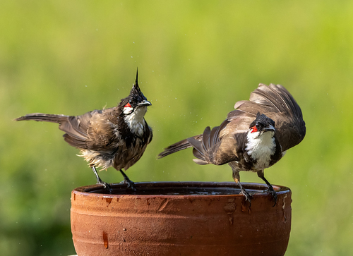 Red-whiskered Bulbul (Pycnonotus jocosus), photo 7