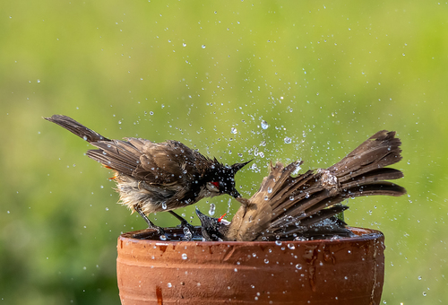 Red-whiskered Bulbul (Pycnonotus jocosus), photo 8