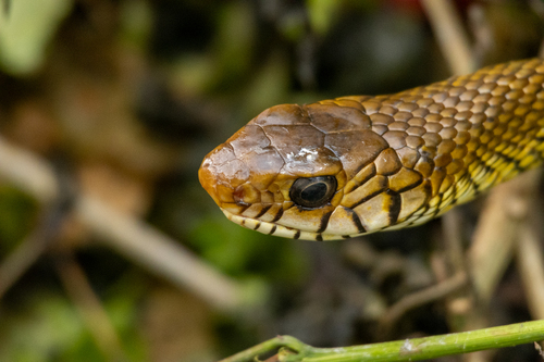 Oriental Rat Snake