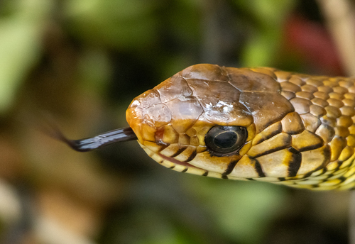 Oriental Rat Snake