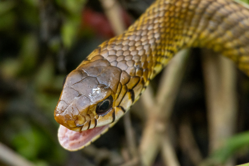 Oriental Rat Snake